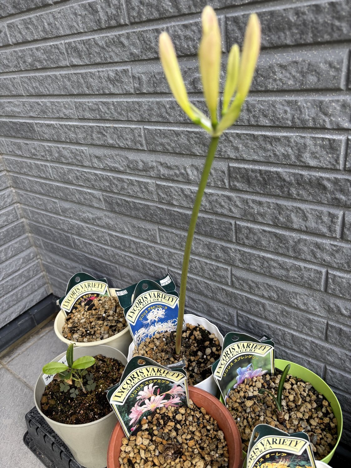 長い茎の先についた、先がほんのりピンクのリコリスのつぼみ