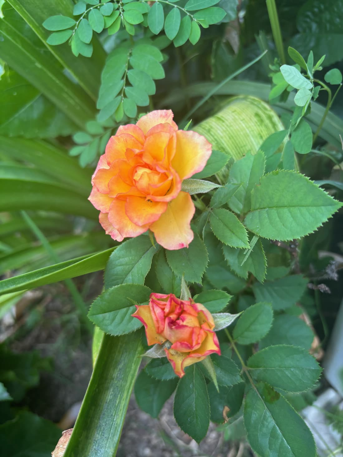 オレンジから黄色へグラデーションするミニバラの花と、奥のつぼみ