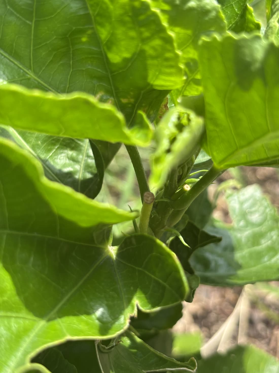 花柄の先が丸く切れて残っているハイビスカスの落蕾の跡