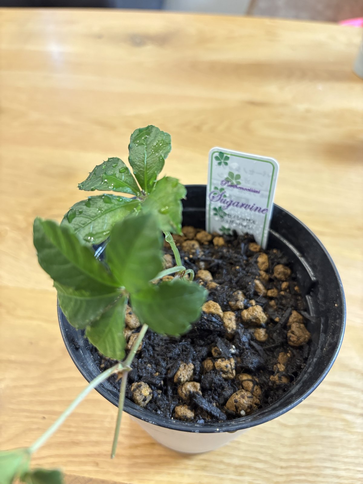 小さな黒い鉢に植えたシュガーバインとラベル
