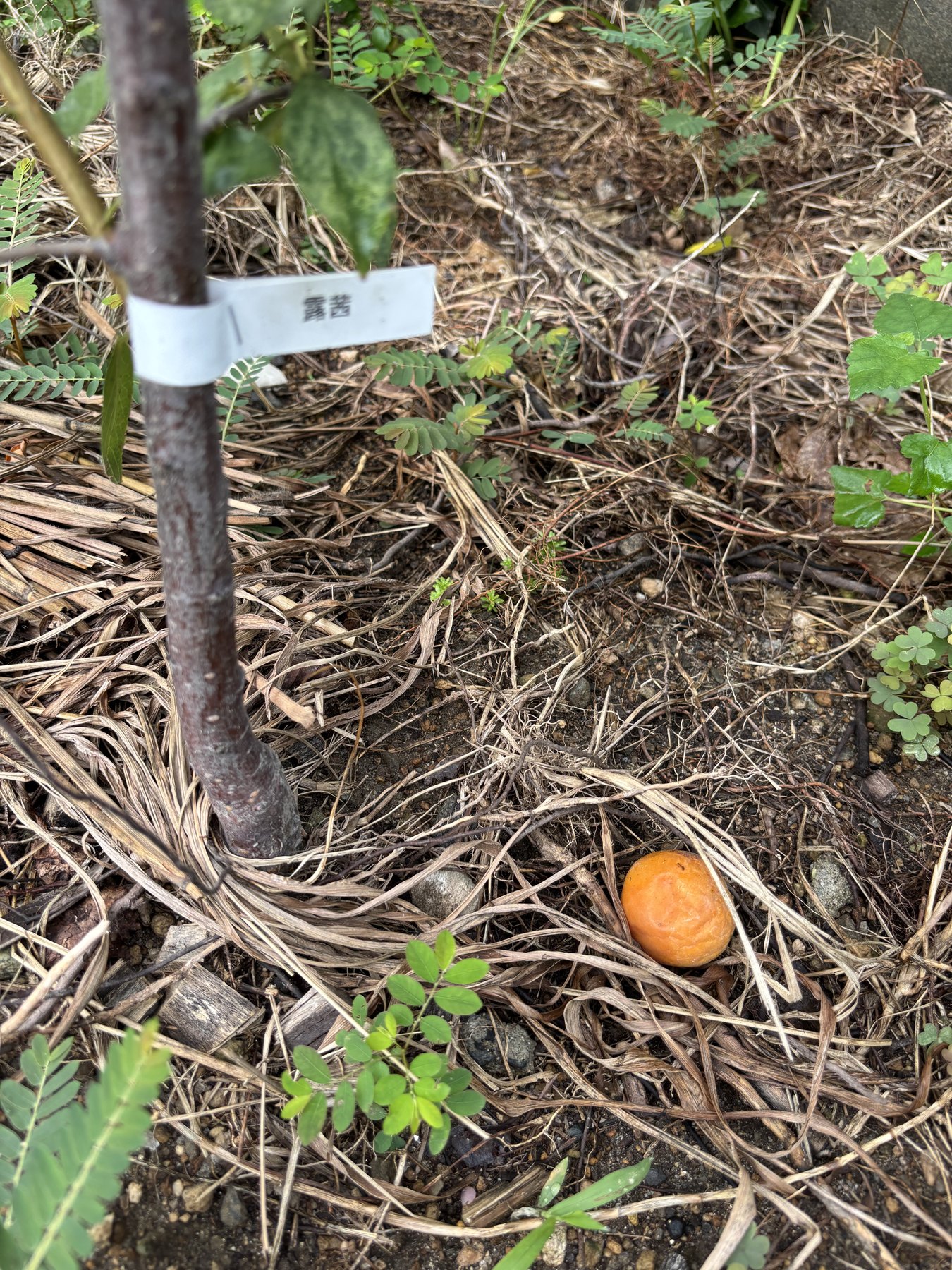 枯れ草の上に落ちていた露茜の実