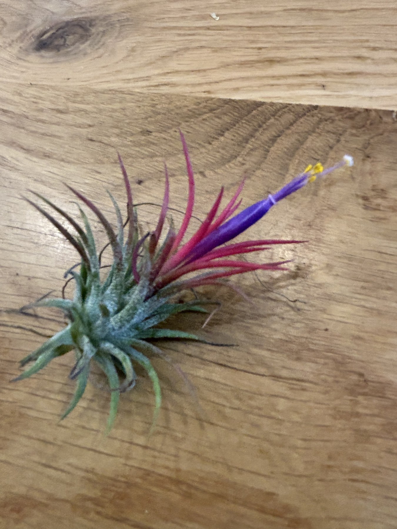 紫色の筒の先から、黄色いしべがのぞいているエアプランツの花
