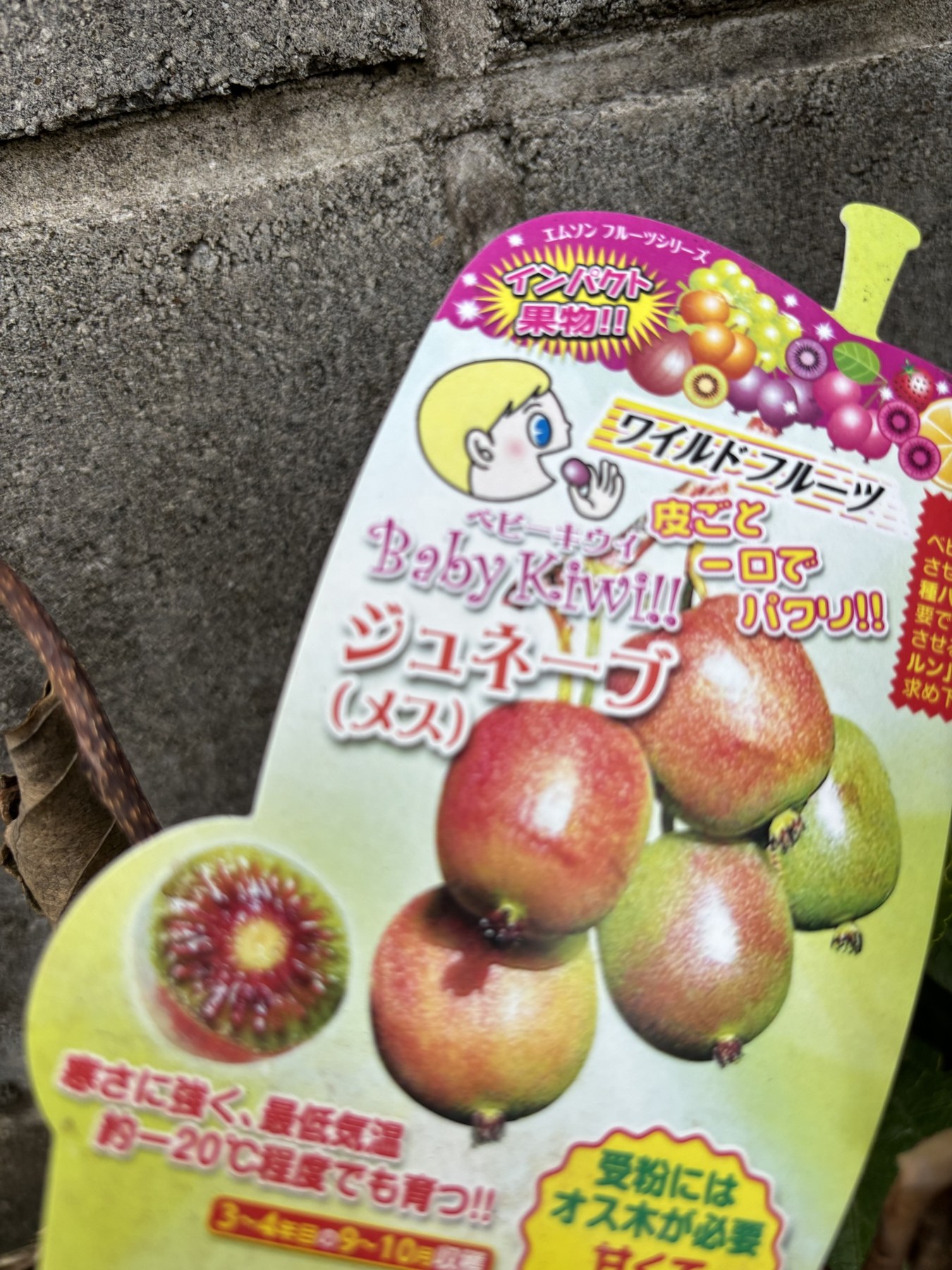ベビーキウイ ジュネーブ（メス）の苗についていた名札