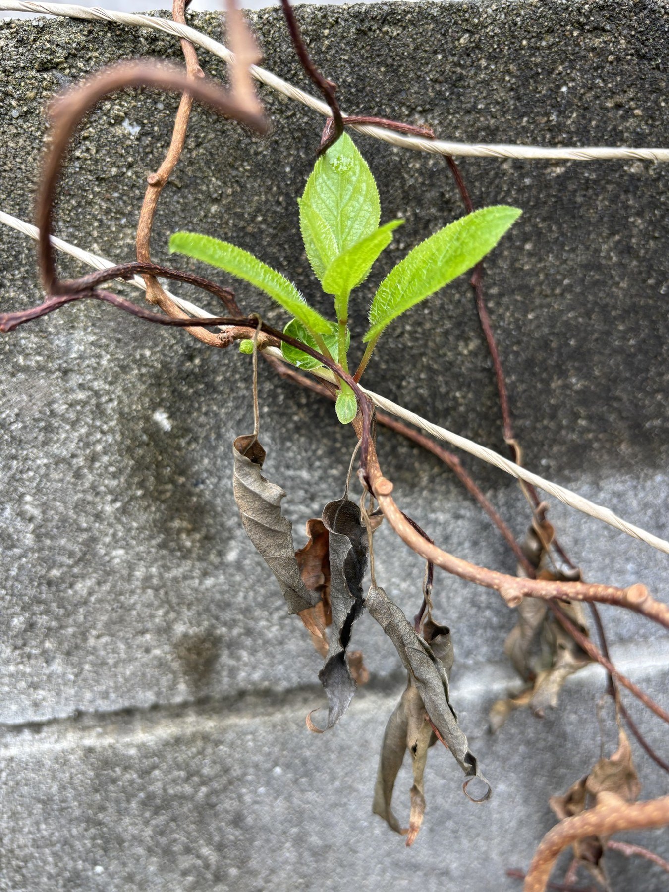 ブロック塀に張ったひもに這わせたベビーキウイ（ジュネーブ）の新芽。下には枯れた葉が垂れている