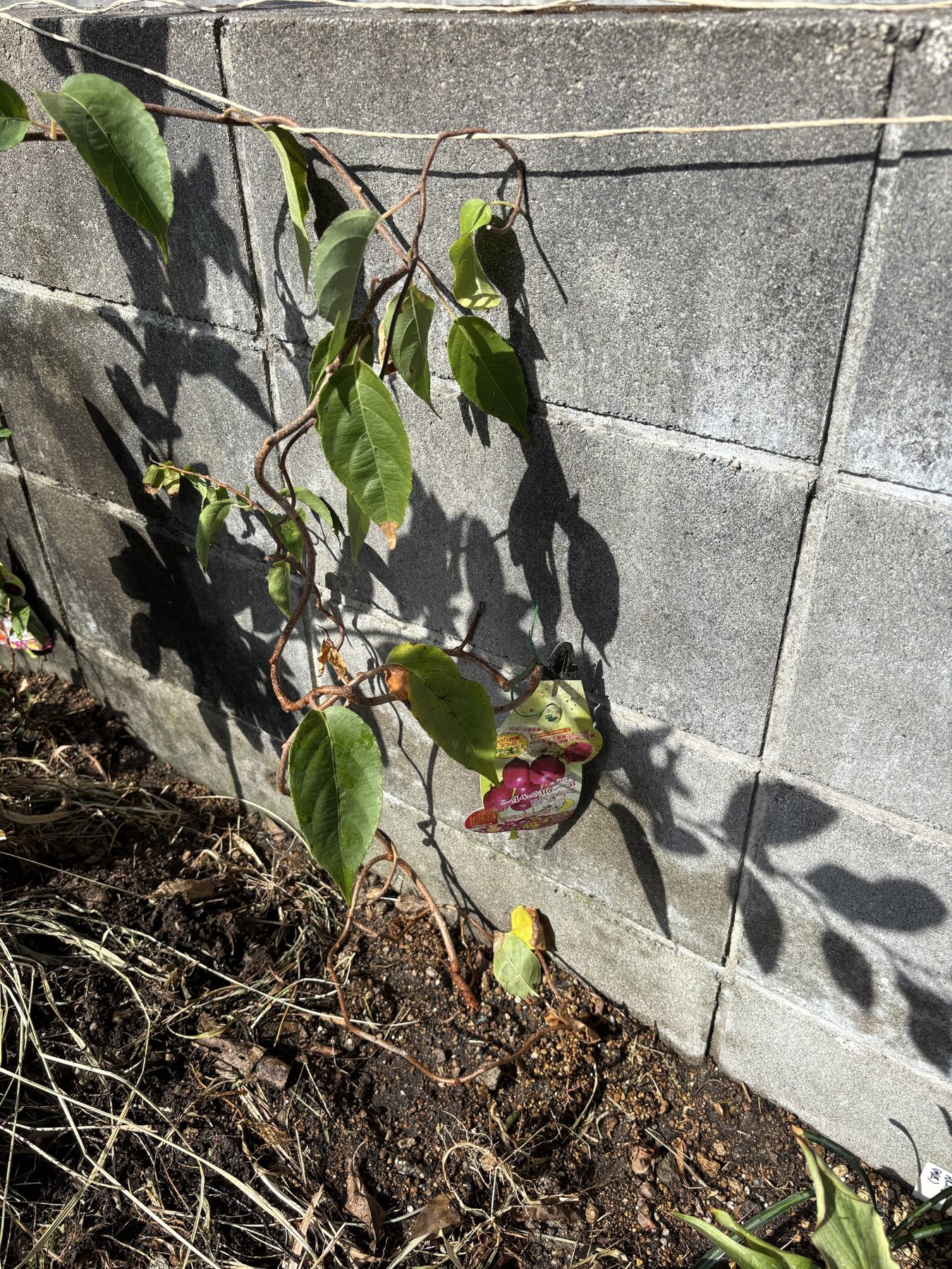 ブロック塀ぎわに地植えしたベビーキウイ。塀に沿ってひもが張ってある