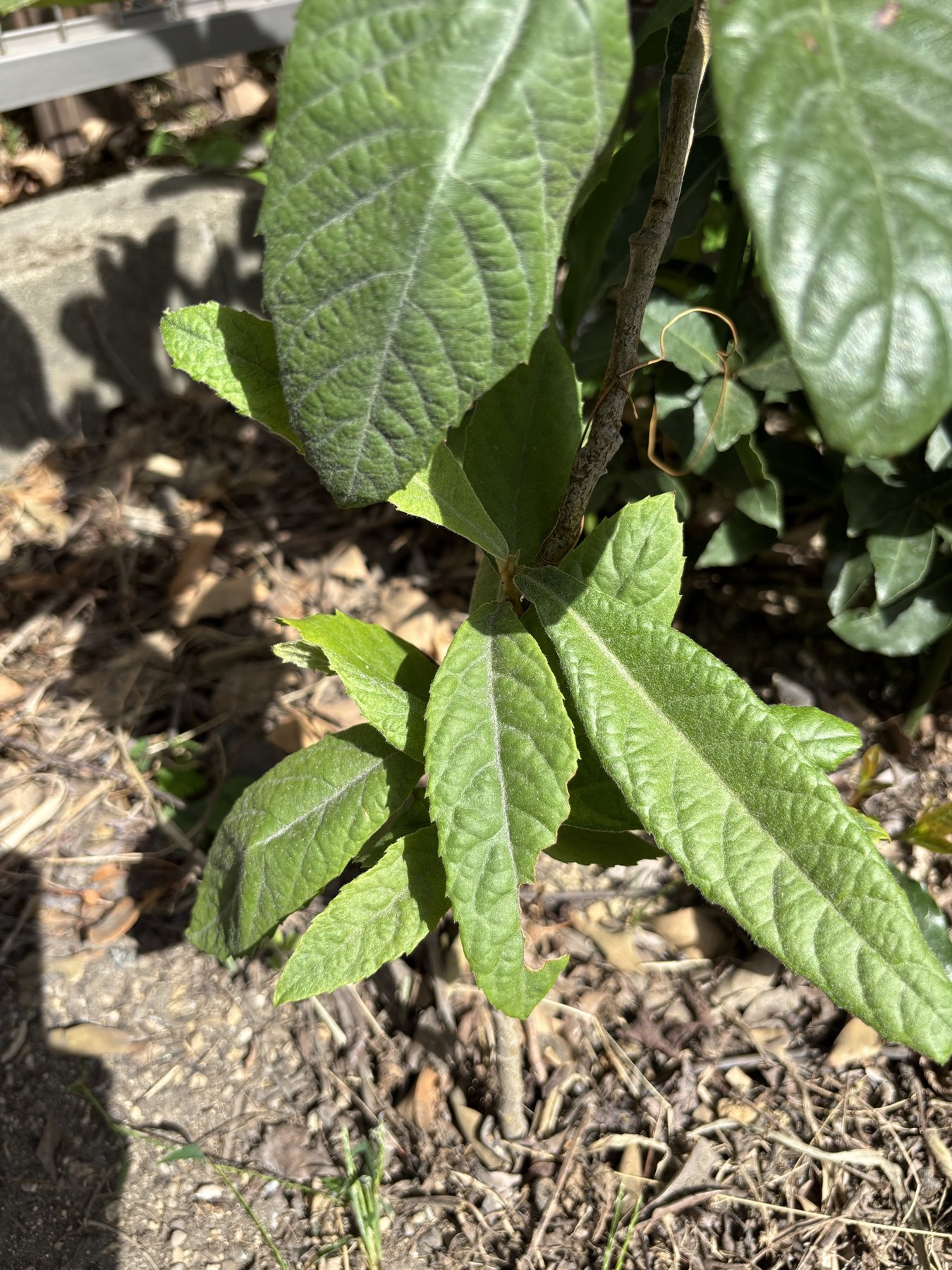 庭に地植えのまま育っていたビワの若い木