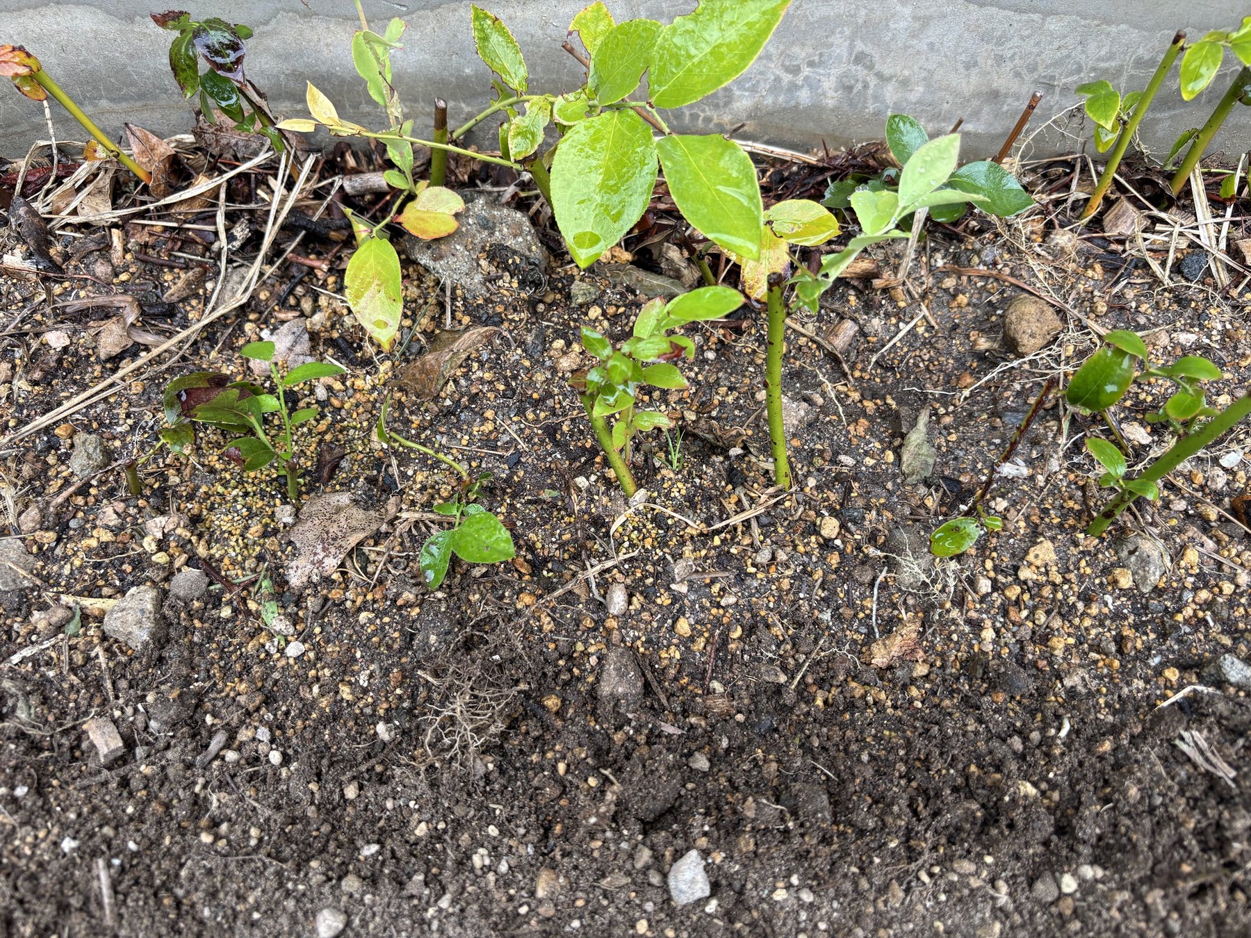 植えたばかりのブルーベリーの挿し木苗の足もと