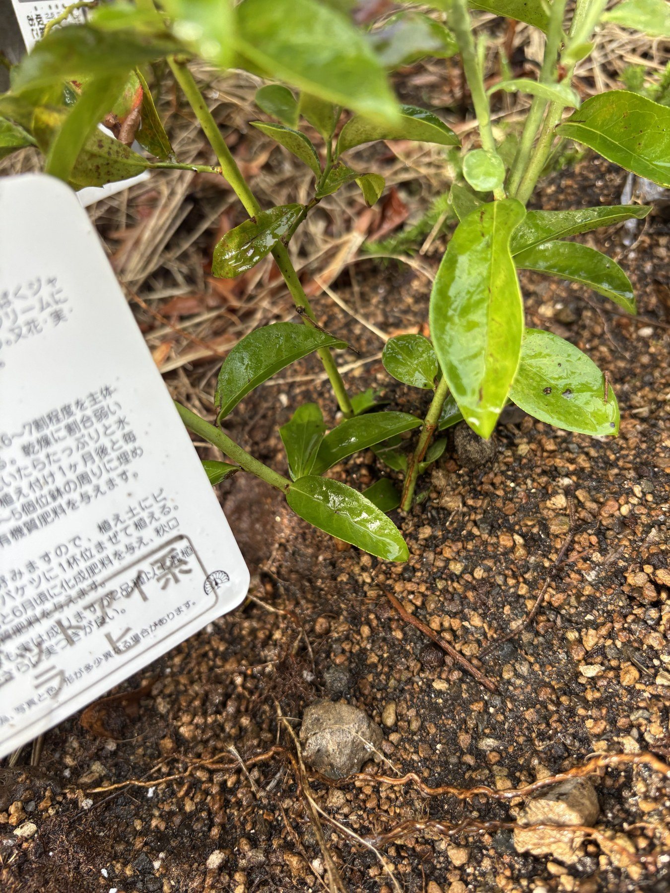 地植えにしたラヒの苗。株元にラベルが立っている