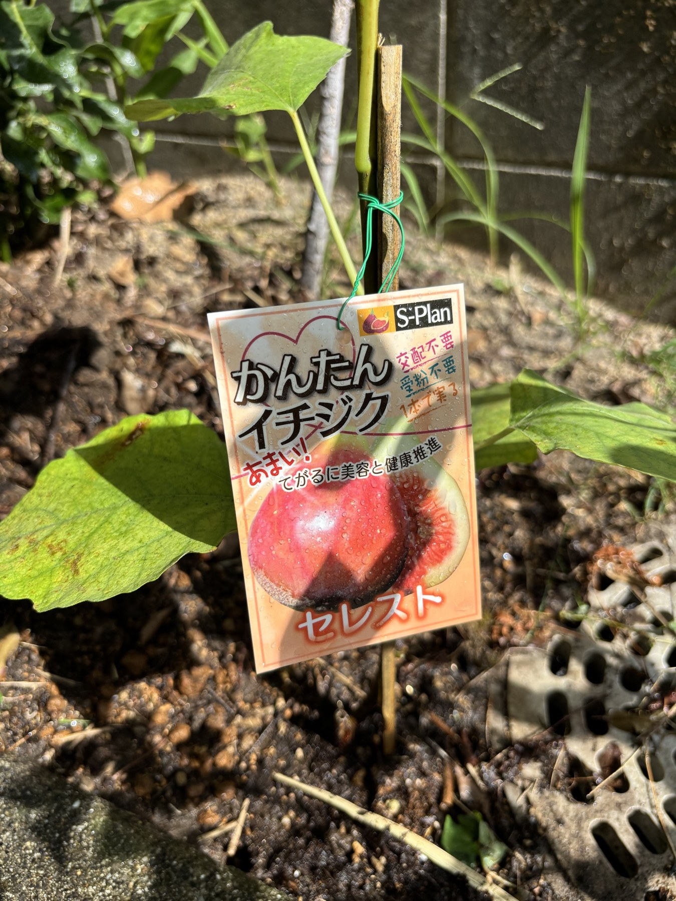 地植えしたイチジク、セレストのラベル