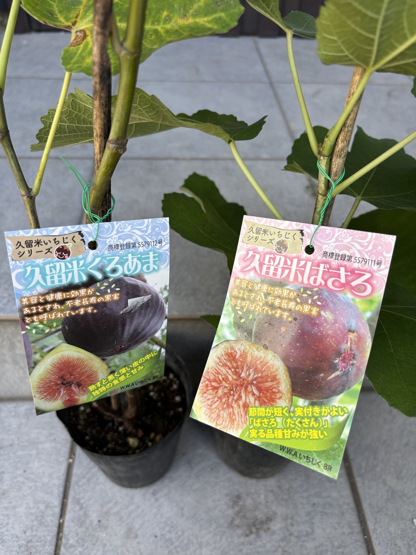 ポットに入ったイチジクの苗が二本。久留米くろあまと久留米ばさろのラベルがついている