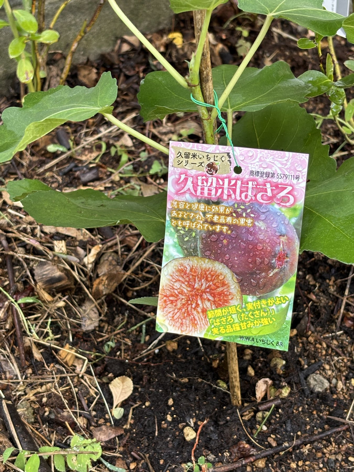 地植えした久留米ばさろの苗とラベル