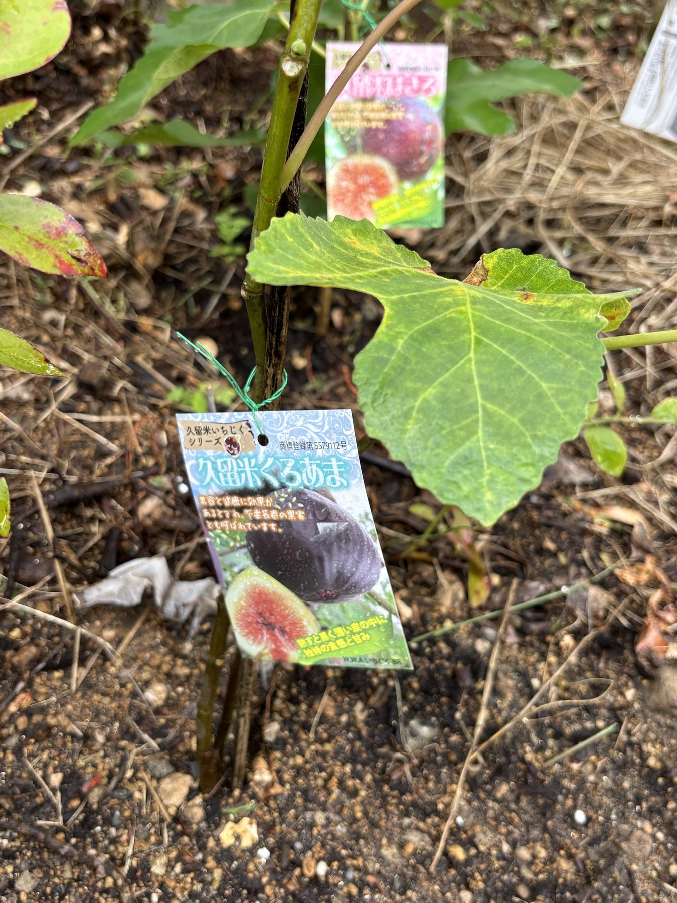 地植えした久留米くろあまの苗。奥に久留米ばさろのラベルが見える