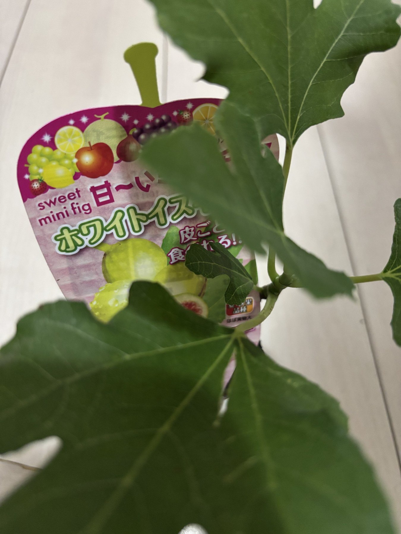ホワイトイスキアの苗。ラベルに「sweet mini fig」「皮ごと食べれる!!」と書いてある
