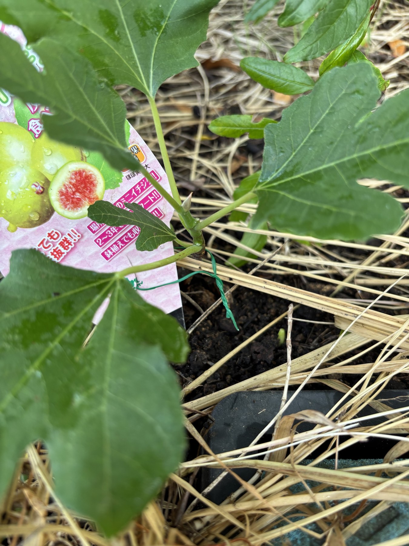 地植えにしたホワイトイスキアの苗。ラベルがついたまま、切れ込みの入った大きな葉を広げている
