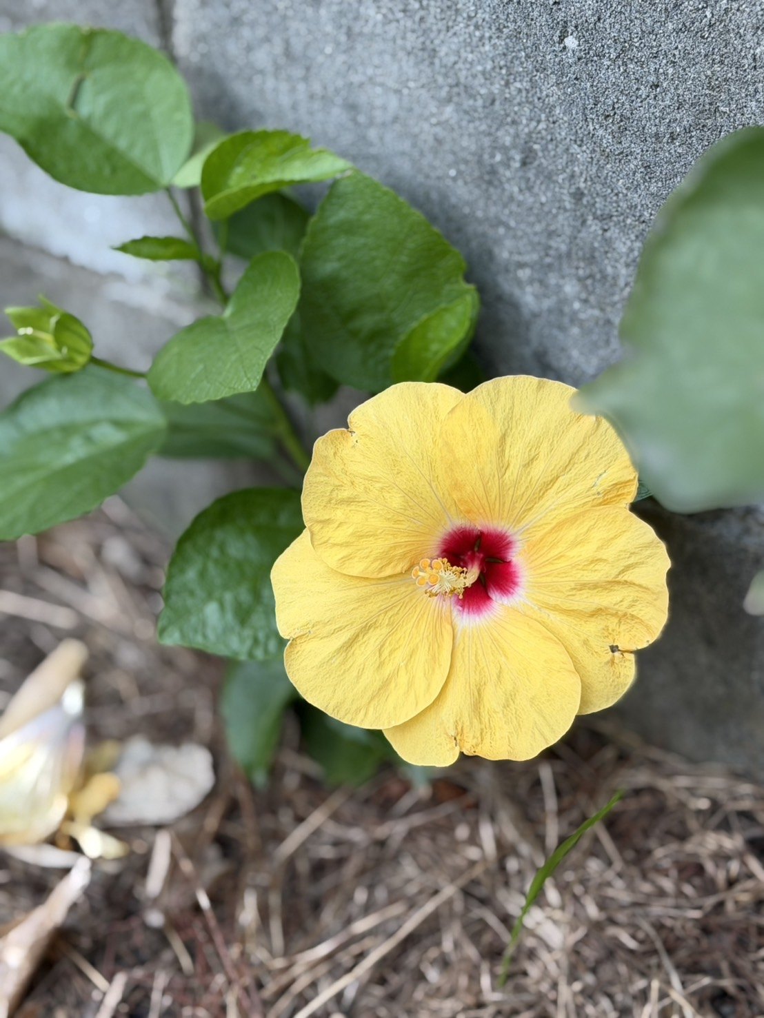 塀ぎわで咲いた黄色いハイビスカス。花の中心だけが赤い