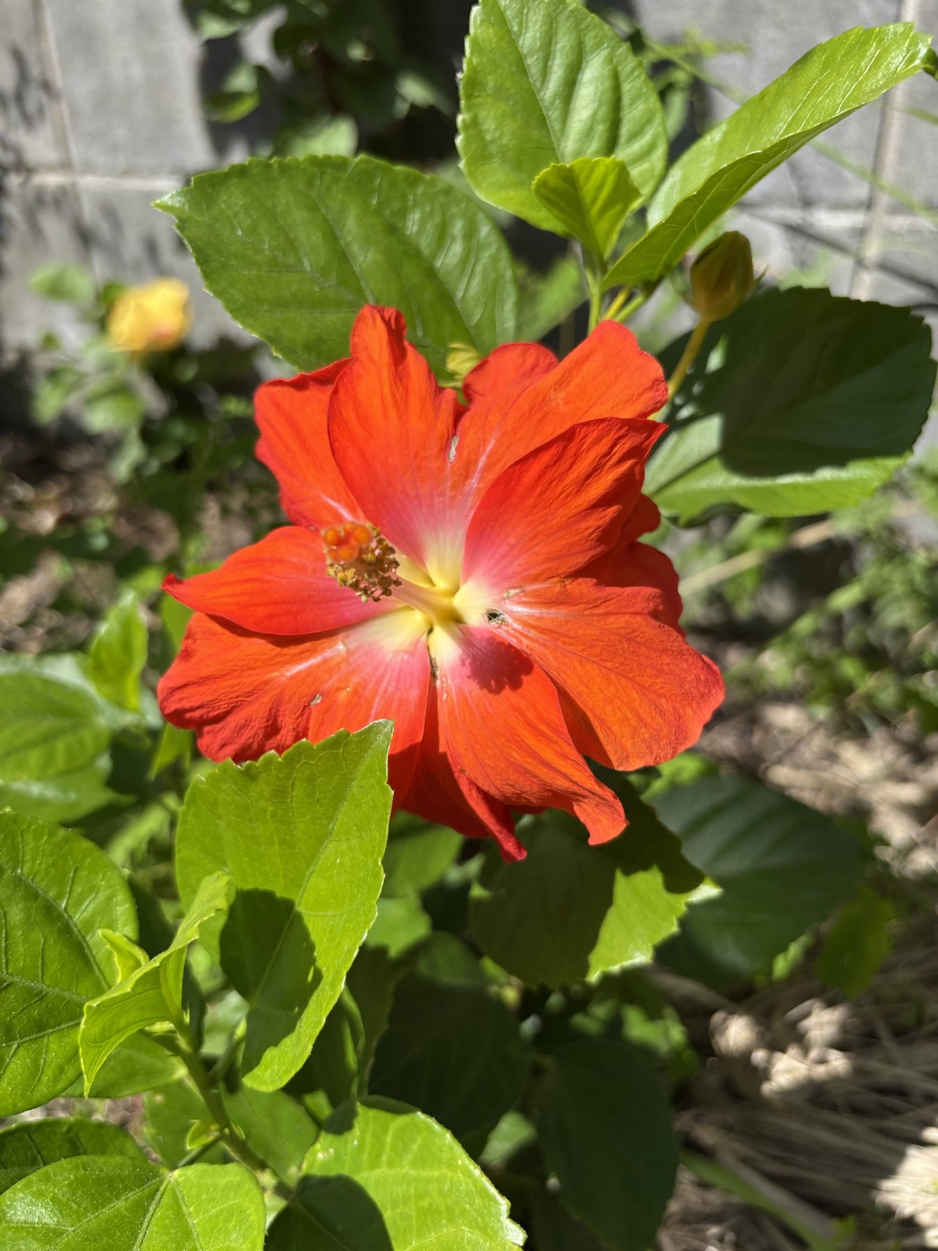 塀ぎわで咲いた赤いハイビスカス。花びらが重なって八重咲きのように見える