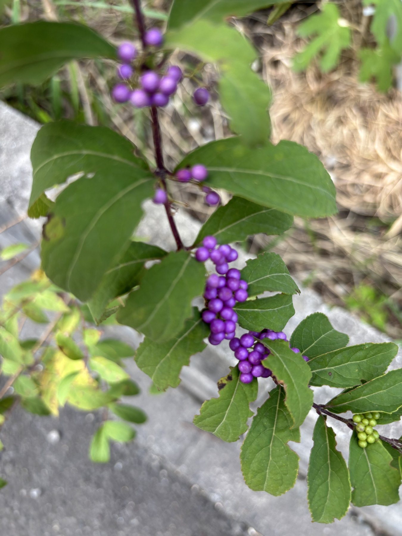 濃い紫色に色づいたコムラサキの実。枝先にはまだ緑色の実が残っている