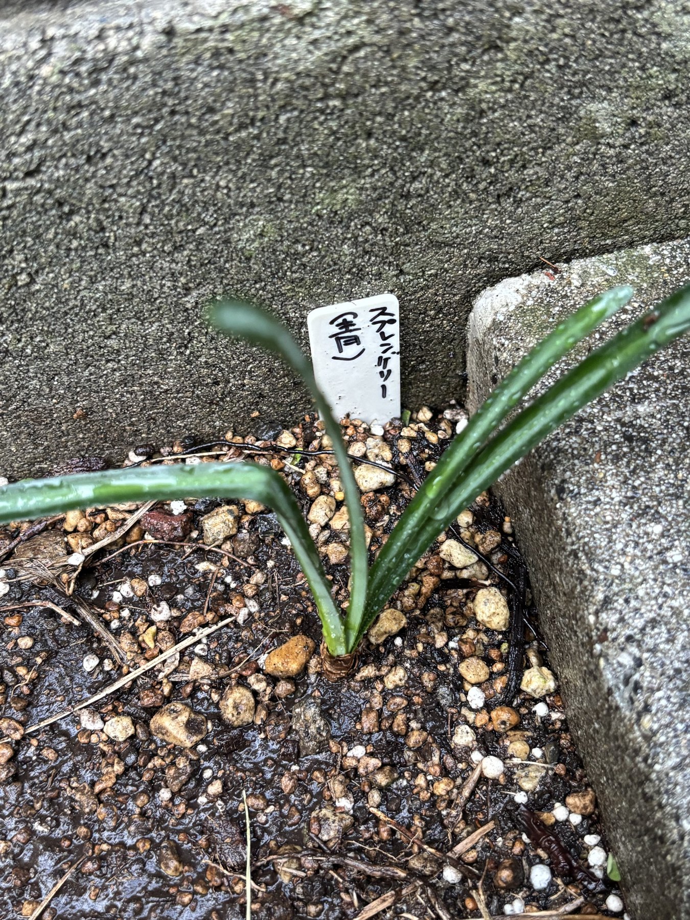 地植えにしたスプレンゲリー。手書きのラベルに「青」と書いてある