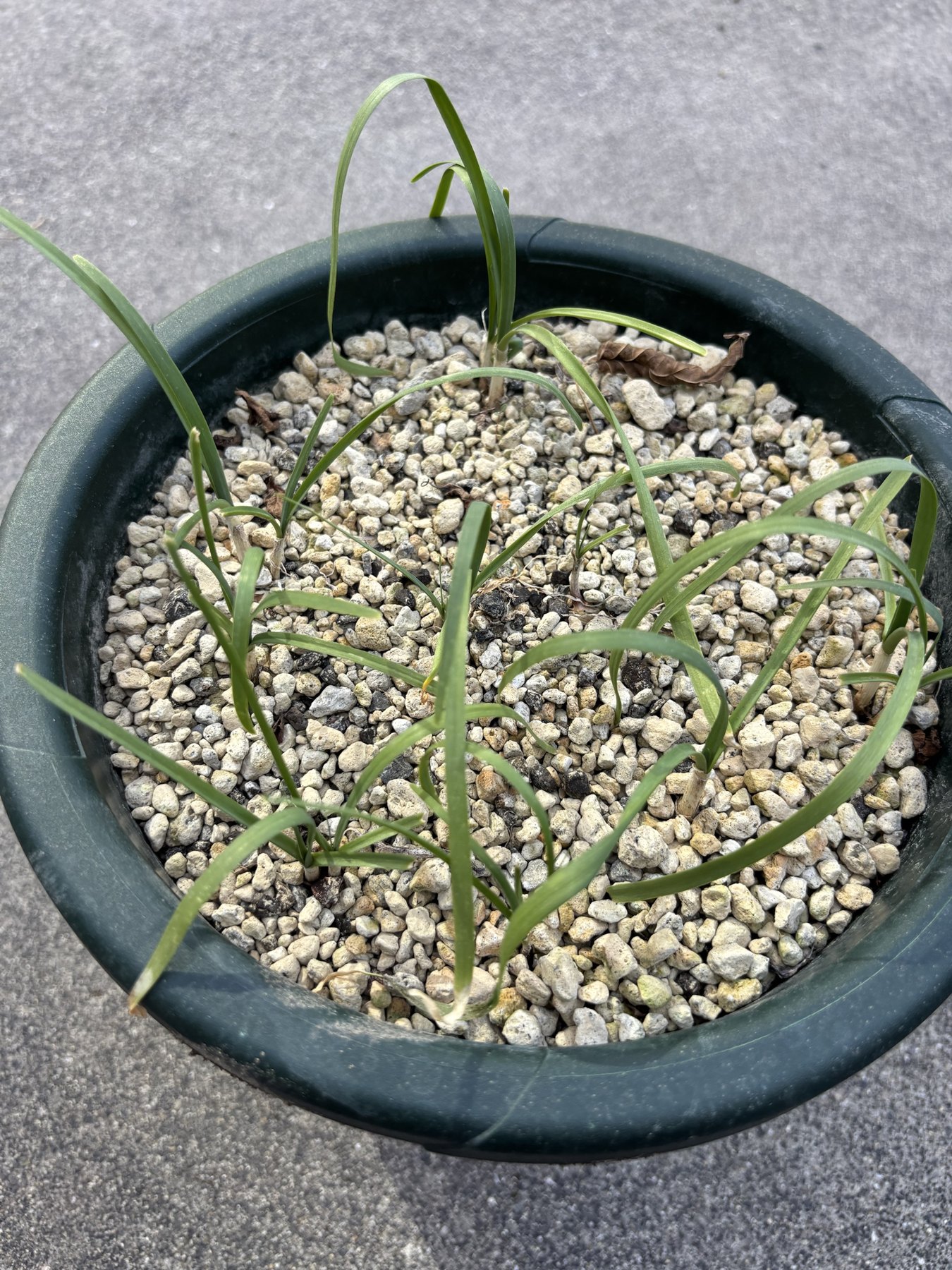 軽石の入った丸い鉢に植わっているニラ