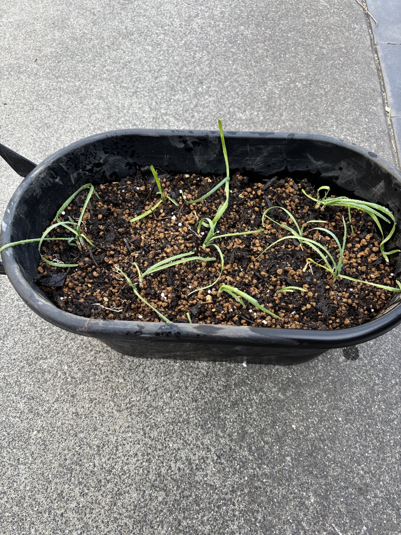 黒い楕円形のプランターに植え替えたニラ