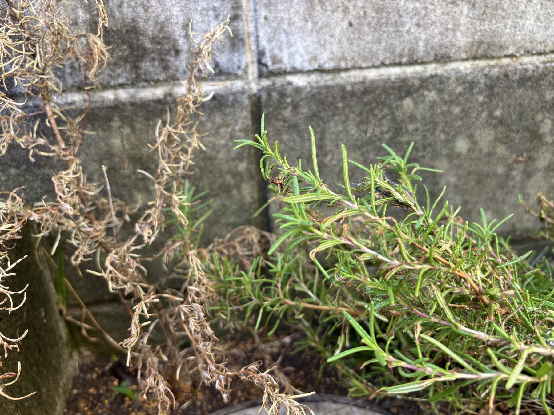 ブロック塀の前のローズマリー。左の株は茶色く枯れ、右の株は緑のまま