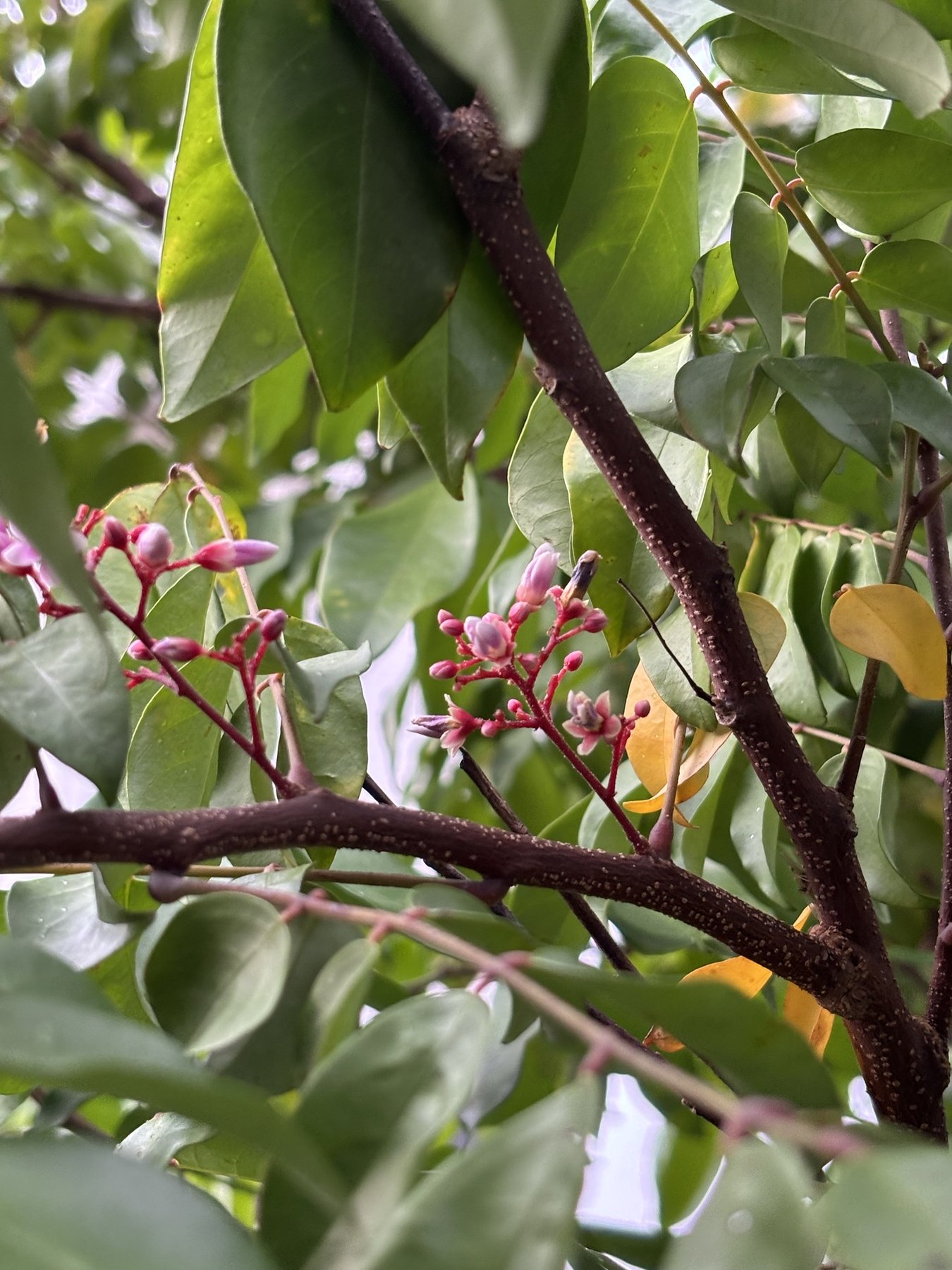 スターフルーツの枝に、赤い軸の先に小さなピンクの花とつぼみが房になってついている